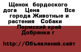 Щенок  бордоского  дога. › Цена ­ 60 000 - Все города Животные и растения » Собаки   . Пермский край,Добрянка г.